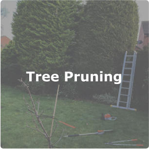 Tree Pruning