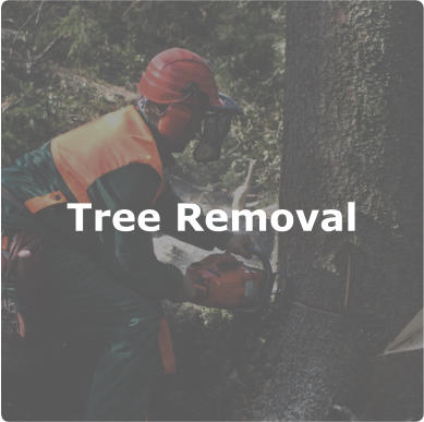 Tree Removal