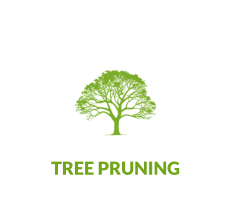 TREE PRUNING